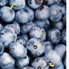 EUROPEAN BLUEBERRY 400 SEEDS BILBERRY RARE AUTUMN LOW BUSH SWEET