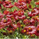 100 BLANKET Seeds FLOWER BURGUNDY Red Flowers Perennial Gaillardia Native NonGMO
