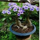 Rare Purple Desert Rose Seeds Garden Flower Decor-seed 5pcs Rare Purple Desert Rose Seeds Garden Flower Decor-seed 5pcs