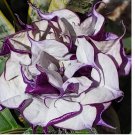 Angel Trumpet, Datura metel, Double Purple Flower Seed, 25 Fresh seeds