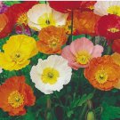 1000+ ICELAND POPPY MIX SEEDS  perennial FLOWER orange YELLOW white