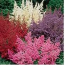 White Pink Red Astilbe 50 Seeds Bunter Shade Perennial Garden Flower Seed