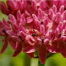 PURPLE MILKWEED 50 Seeds (Asclepias purpurascens) RARE Butterfly Flower Seeds