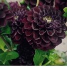 Rare Beautiful Perennial Dahlia Flower Seeds | US Seller 20 PCS