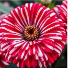 Peppermint Zinnia 50 Seeds Double Bloom Rare Red And White Beautiful Non-Gmo