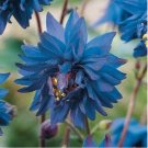 Barlow Blue Columbine 50 Seeds Flower Perennial Flowers Seed Bloom 525 US SELLER