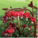 Red Bleeding Heart 25 Seeds Flowers Bloom Shade Flower Garden Seed 184 US SELLER