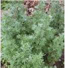 Absinthe Wormwood 3000+ Seeds (Artemisia absinthium) | Perennial - USA