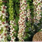 150 Wedding Candles Flower Seeds - Verbascum Chaixii - Verbascum | Flower Seeds