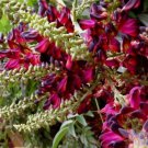 Red Wisteria 5 Seeds Vine Climbing Flower Perennial Seed 577 USA SELLER