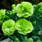 Bright Green Carnation 100 Seeds Dianthus Flowers Seed Flower Perennial 302