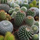 30+ CACTUS SEEDS MIX CACTI succulent GARDEN indoor OUTDOOR plants