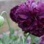 Purple Peony Shrub Flower 'Zi Cai' Seeds, Professional Pack, 5 Seeds, Beautiful Garden Flower