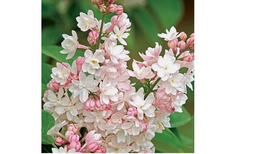 Light Pink Lilac 25  Seeds Tree Fragrant Hardy Perennial Flower US SELLER