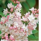 Light Pink Lilac 25  Seeds Tree Fragrant Hardy Perennial Flower US SELLER