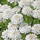 100 EVERGREEN CANDYTUFT SEEDS, SNOW WHITE, PERENNIAL, IBERIS SEMPERVIRENS