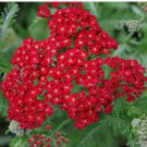 3500 Red Yarrow Seeds, Rubra, Easy Grow Perennial, Herb, Butterflies