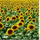 25 Mammoth Grey Stripe Sunflower Seeds, Helianthus annuus, NON-GMO
