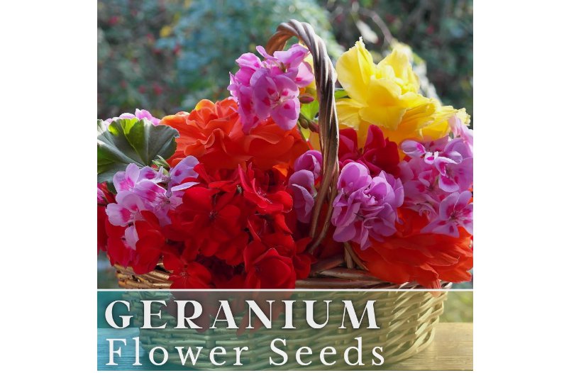 Geranium 100+ Seeds -Luster Mix- Fragrant - Fresh Flower Seeds Non GMO