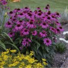 Bright Purple Coneflower 50 Seeds Echinacea Flower Perennial Seed 40 US SELLER