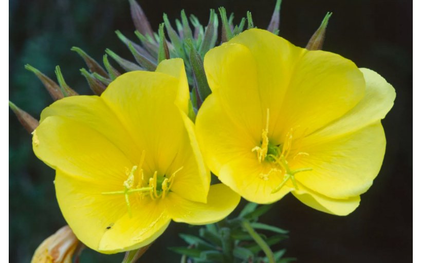 2000 Common Evening Primrose Seeds, Beautiful Yellow Flowers, Fragrant