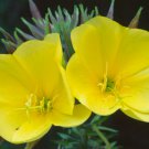 2000 Common Evening Primrose Seeds, Beautiful Yellow Flowers, Fragrant