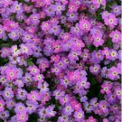 1000+ VIRGINIA STOCK FLOWER SEEDS PURPLE annual GARDEN fragrant