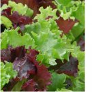 GOURMET SALAD BLEND LETTUCE 500+ SEEDS  Healthy GARDEN greens