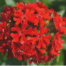 500+ MALTESE CROSS FLOWER SEEDS PERENNIAL garden BUTTERFLIES