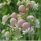 Bladder Campion Wildflower Organic 25+ Seeds