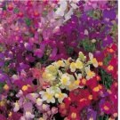 TOADFLAX FLOWER MIX BABY SNAPDRAGON 500 FRESH SEEDS