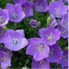 TUSSOCK BELLFLOWER 200 FRESH SEEDS CAMPANULA CARPATICA