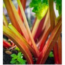 VICTORIA RHUBARB HEIRLOOM 15 SEEDS NON-GMO
