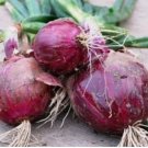 25 FRESH RED BURGANDY ONION SEEDS