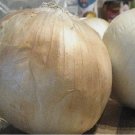 25 FRESH SWEET SPANISH WHITE ONION SEEDS