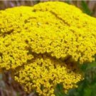 100 GOLD YARROW FRESH SEEDS