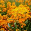 100 SIBERIAN WALLFLOWER  FRESH SEEDS