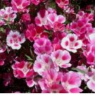GODETIA FAREWELL TO SPRING 100 FRESH SEEDS