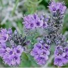 100 LACY PHACELIA FRESH SEEDS USA PHACELIA TANACETIFOLIA