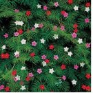 10 CYPRESS VINE  FRESH FLOWER SEEDS
