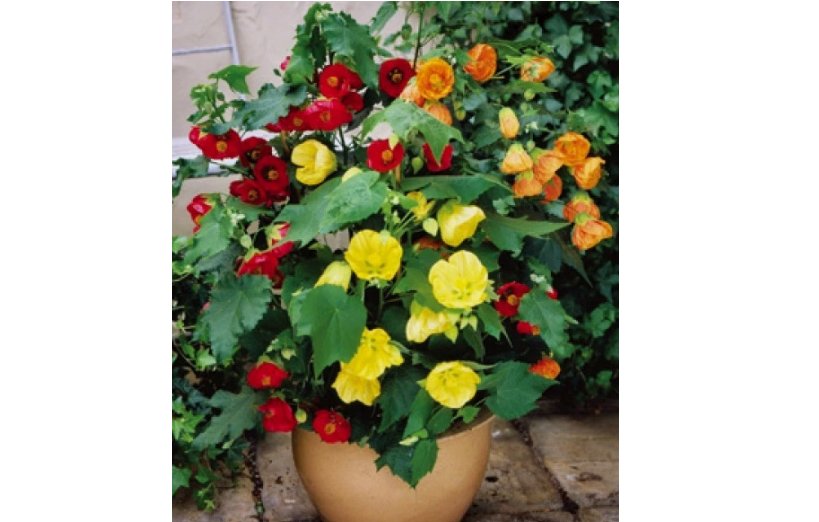 ABUTILON BELLVUE MIX FLOWERING MAPLE 20 FRESH SEEDS