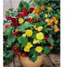 ABUTILON BELLVUE MIX FLOWERING MAPLE 20 FRESH SEEDS ABUTILON BELLVUE MIX FLOWERING MAPLE 20 FRESH SEEDS