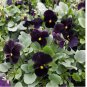 Viola Back to Black 50  seeds