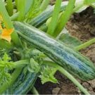 ORGANIC COCOZELLE ZUCCHINI 30 SEEDS SQUASH Vegetables, NON - GMO ORGANIC COCOZELLE ZUCCHINI 30 SEEDS SQUASH Vegetables, NON - GMO