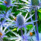 500 Sea Holly Seeds | Blue Thistle Eryngium Eryngo Flower Seed Fast Shipping