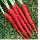 150 Atomic Red Carrot Seeds | Heirloom / Non-GMO
