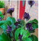 5 Black Bat Orchid Flower Seeds (Tacca chantrieri) RARE Tropical Garden Houseplant