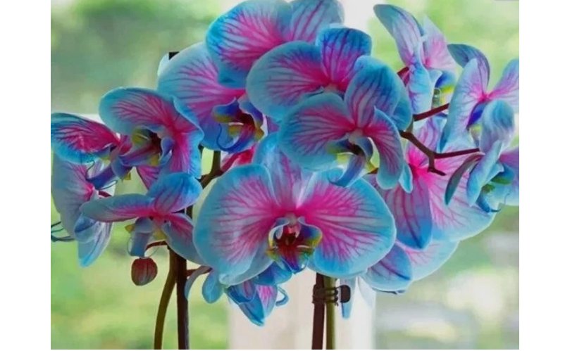 Blue & Pink Orchids Flowers bonsais seeds. 50pcs