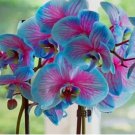 Blue & Pink Orchids Flowers bonsais seeds. 50pcs