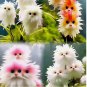 20x Rare cat Face Orchid Seeds Dracula Cute Simia Garden Plant Flower Decor